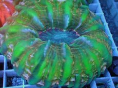 画像2: No.40 コハナガタサンゴ  レッド＆グリーン (2)