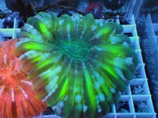 画像1: No.41 コハナガタサンゴ  グリーン (1)