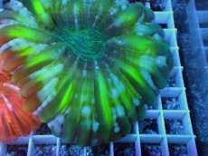 画像2: No.41 コハナガタサンゴ  グリーン (2)