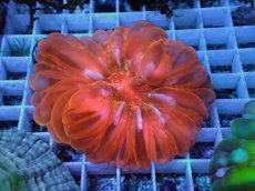 画像1: No.42 コハナガタサンゴ  レッド (1)