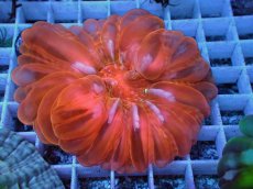 画像2: No.42 コハナガタサンゴ  レッド (2)