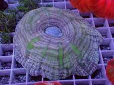 画像1: No.43 コハナガタサンゴ  パープル＆グリーン (1)