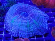 画像2: No.43 コハナガタサンゴ  パープル＆グリーン (2)