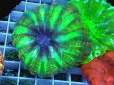 画像1: No.44 コハナガタサンゴ  グリーンマルチ (1)