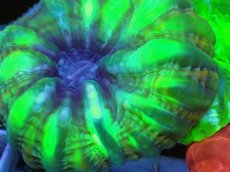 画像2: No.44 コハナガタサンゴ  グリーンマルチ (2)