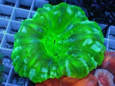 画像1: No.45 コハナガタサンゴ  スーパーグリーン (1)