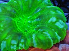 画像2: No.45 コハナガタサンゴ  スーパーグリーン (2)