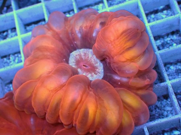 No.46 コハナガタサンゴ レッドを買うならアクアスタイルユー 大阪の