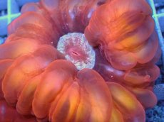 画像2: No.46 コハナガタサンゴ  レッド (2)