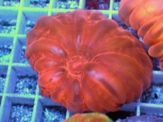 画像1: No.47 コハナガタサンゴ  レッド (1)