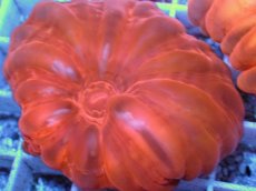 画像2: No.47 コハナガタサンゴ  レッド (2)