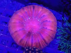 画像1: No.48 コハナガタサンゴ  ピンク (1)