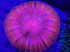 画像2: No.48 コハナガタサンゴ  ピンク (2)