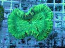 画像1: No.127 フィジー産 オオバナサンゴ ツートン (1)