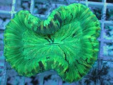 画像2: No.127 フィジー産 オオバナサンゴ ツートン (2)