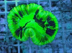 画像1: No.128 フィジー産 オオバナサンゴ ツートン (1)