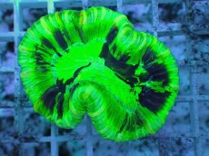 画像2: No.128 フィジー産 オオバナサンゴ ツートン (2)