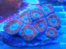 画像1: No.75 カクオオトゲキクメイシ ツートン (1)