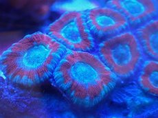 画像2: No.75 カクオオトゲキクメイシ ツートン (2)