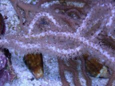 画像2: No.1 オーストラリア産 ヤギsp (2)