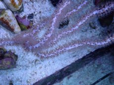 画像2: No.2 オーストラリア産 ヤギsp (2)