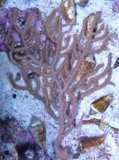 画像1: No.3 オーストラリア産 ゴルゴニア　ゴールドポリプ (1)