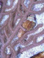 画像2: No.3 オーストラリア産 ゴルゴニア　ゴールドポリプ (2)