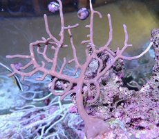 画像1: No.4 オーストラリア産 ゴルゴニア　ゴールドポリプ (1)