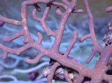 画像2: No.4 オーストラリア産 ゴルゴニア　ゴールドポリプ (2)