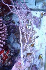 画像1: No.5 オーストラリア産 ヤギsp (1)