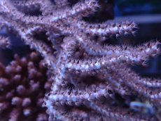 画像2: No.5 オーストラリア産 ヤギsp (2)