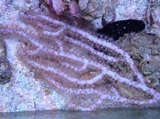 画像2: No.6 オーストラリア産 ヤギsp (2)