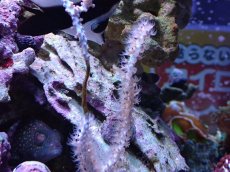 画像2: No.7 オーストラリア産 ヤギsp (2)