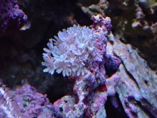 画像1: No.1 沖縄産 ウミアザミsp (1)