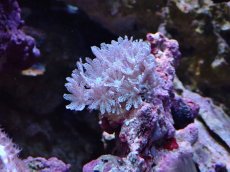 画像2: No.1 沖縄産 ウミアザミsp (2)