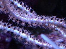 画像2: No.8 オーストラリア産 ヤギsp (2)