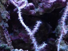 画像2: No.9 オーストラリア産 ヤギsp (2)