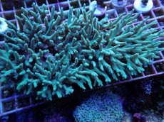 画像1: No.1 激レア スハルソノイ　Lサイズ (1)