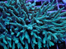 画像2: No.1 激レア スハルソノイ　Lサイズ (2)