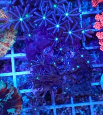 画像1: No.1 ハナヅタ グリーンコア (1)