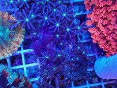 画像2: No.1 ハナヅタ グリーンコア (2)