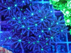 画像1: No.2 ハナヅタ グリーンコア (1)