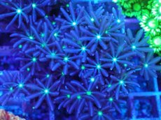 画像2: No.2 ハナヅタ グリーンコア (2)