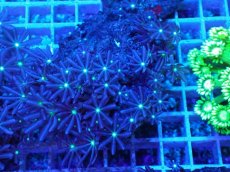 画像1: No.3 ハナヅタ グリーンコア (1)