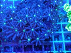 画像2: No.3 ハナヅタ グリーンコア (2)