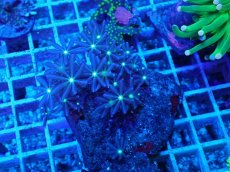 画像1: No.4 ハナヅタ グリーンコア (1)