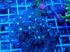 画像2: No.4 ハナヅタ グリーンコア (2)