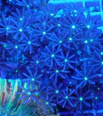 画像1: No.5 ハナヅタ グリーンコア (1)