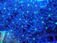 画像2: No.5 ハナヅタ グリーンコア (2)