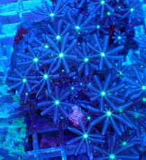 画像1: No.6 ハナヅタ グリーンコア (1)